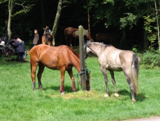 Centre equestre Lille